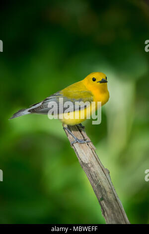 Prothonotary Warbler sitting on branch Stock Photo