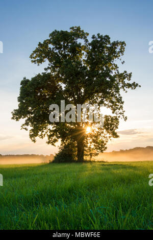 Tree In Sunset with sun rays shining through the mist Stock Photo