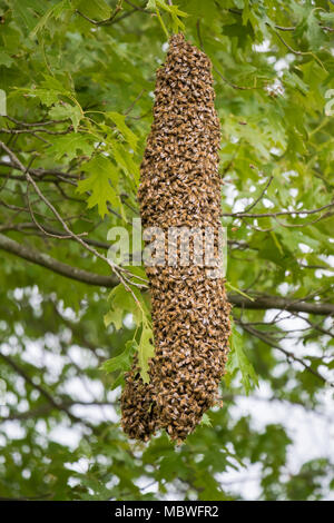 Honeybee Swarm hanging on a tree limb Stock Photo