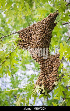 Honeybee Swarm hanging on a tree limb Stock Photo