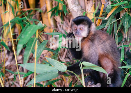 A young capuchin monkey eating a bamboo leaf while sitting on a bamboo branch. Stock Photo