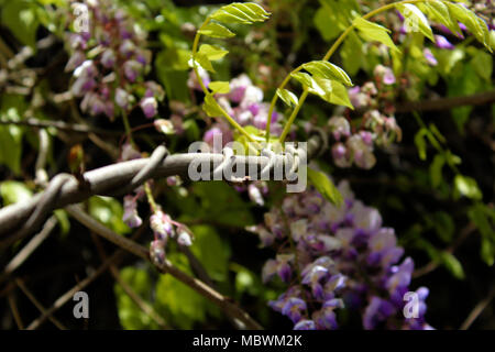 Green tree with purple roses. sometimes, it's good to look up where another world is waiting. details Stock Photo