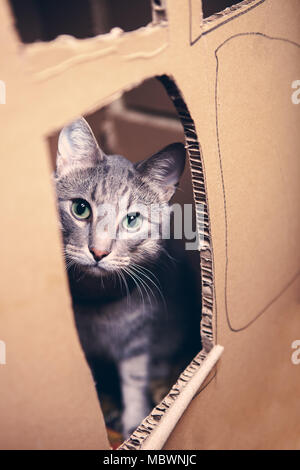 Cute little cat looking up at camera while sitting in cardboard box. Stock Photo
