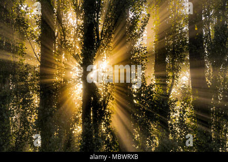 Angel rays, godbeams through trees, sunburst Stock Photo
