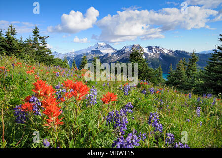 Wildflower meadow, Garibaldi Provincial Park,  British Columbia Stock Photo