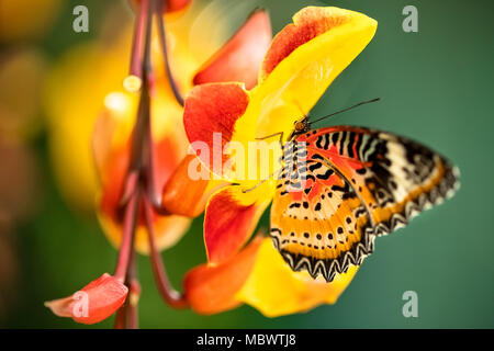 Beautiful butterfly in tropical forest sitting on blossom. Tropical nature of rain forest, butterfly insect macro photography. Stock Photo