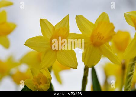 Lent lily, Germany, city of Ührde, 11. April 2018. Narcissus pseudonarcissus (commonly known as wild daffodil or Lent lily) is a perennial flowering plant. Photo: Frank May | usage worldwide Stock Photo