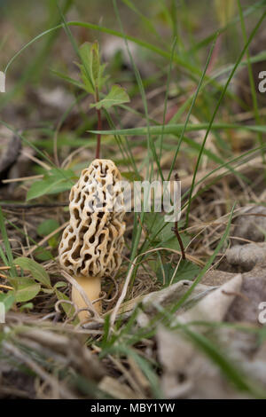 closeup of common yellow morel mushroom, sponge morel (Morchella esculenta, Morellus esculentus), on forest ground Stock Photo