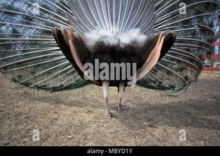 The rear end of a peacock. Stock Photo