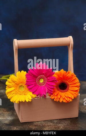 Colorful gerbera daisy flowers in wooden box, blue background, closeup Stock Photo