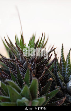 Closeup of a Haworthia attenuata succulent plant with a creamy white background. Stock Photo