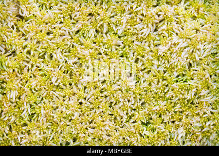 Texture of the surface of the bog moss Stock Photo