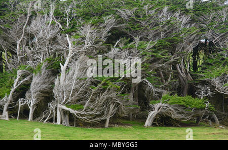 Trees battered by Antarctic winds in the Roaring Forties, Slope Point, Catlins, New Zealand Stock Photo