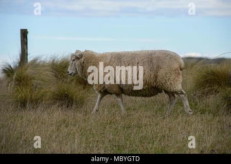 Sheep farm near Wanaka, New Zealand Stock Photo