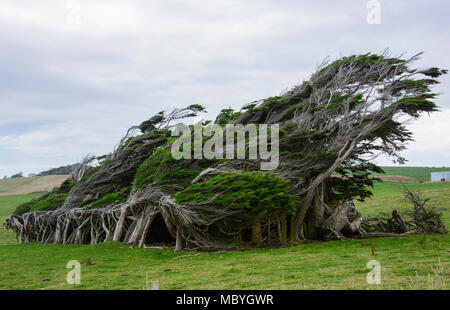 Trees battered by Antarctic winds in the Roaring Forties, Slope Point, Catlins, New Zealand Stock Photo