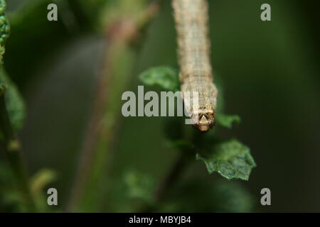 Head of a Peppered Moth caterpillar 'Biston betularia' Stock Photo