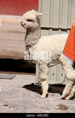 Cute and fluffy Baby Llama Stock Photo