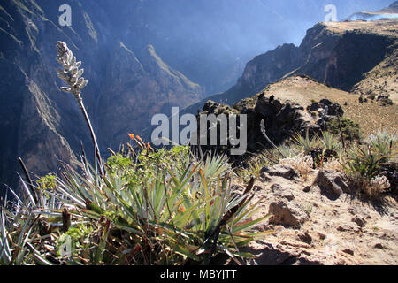 Andean Condors perching on a rock in the Colca Canyon, Peru, waiting for better upwinds and thermal lifts (puya bromilade flower in the foreground) Stock Photo