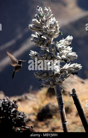 Peruvian Giant Hummingbird hovering in front of a flower (Puya weberbaueri) to get some nectar on the flank of the Colca Canyon in the Andes Mountains Stock Photo