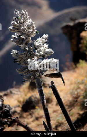 Peruvian Giant Hummingbird hovering in front of a flower (Puya weberbaueri) to get some nectar on the flank of the Colca Canyon in the Andes Mountains Stock Photo