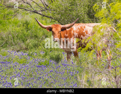 Two icons of Texas - Texas Longhorn (Bos taurus) standing in Texas Bluebonnets (Lupinus texensis). Stock Photo