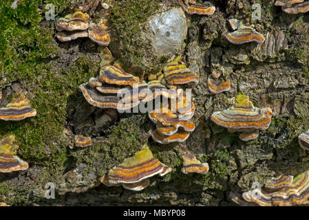 Concentric rings of colour on the caps of turkey tail, Trametes versicolor, fungus on dead oak wood, Berkshire, April Stock Photo