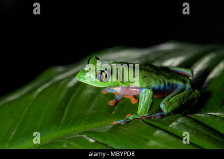 Blue-sided Tree-frog - Agalychnis annae, night picture of beautiful colorful endangered from from Central America forests, Costa Rica. Stock Photo