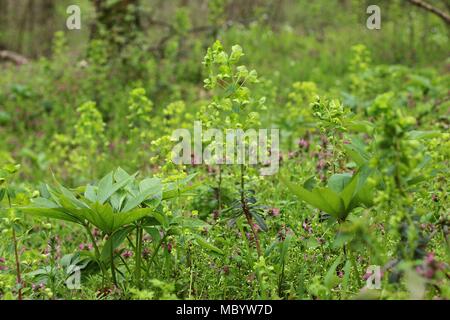 Temperate forest vegetation and ground cover in the spring with wood spruge (Euphorbia amygdaloides) Stock Photo