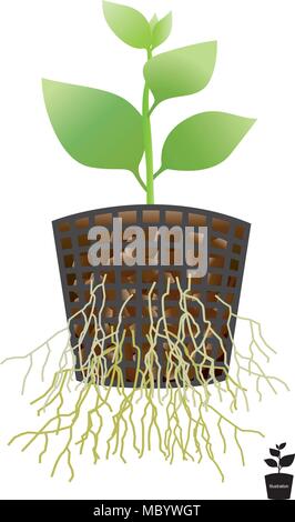 Planting a tree in a pot. Soft roots with air roots.. Education info graphic Illustration. Stock Vector