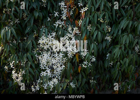 Clematis armandii white inflorescence Stock Photo