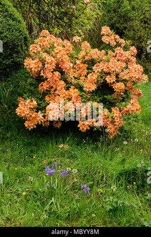 Blooming colourfully here in a country garden in Southern England ...