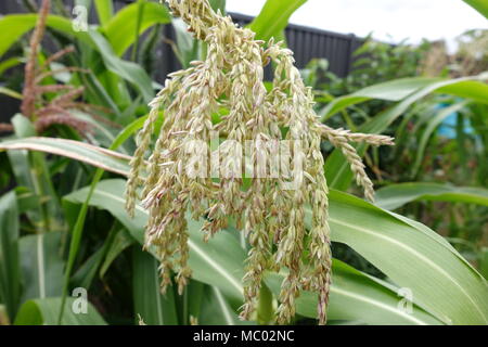 Close up Glass Gem Corn Maize flowers Stock Photo