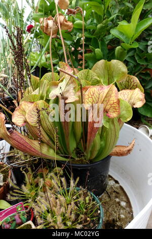 Sarracenia purpurea or known as  Canivorous yellow pitcher plants Stock Photo