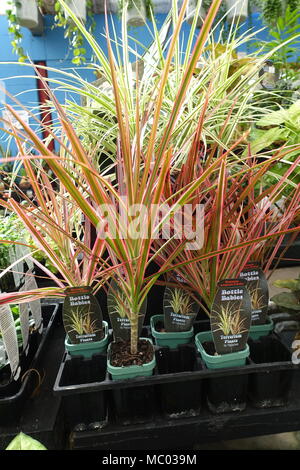 Dracaena marginata Tricolor or known as three-coloured Madagascar dragon tree Stock Photo