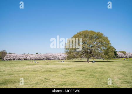 Showa Memorial Park, Tachikawa and Akishima City, Tokyo, Japan Stock Photo