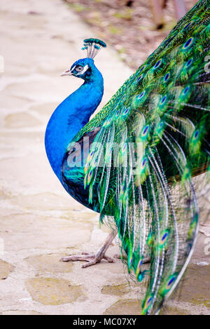 Close up portrait of a male peacock with fully unfolded feathers of his tale. Stock Photo