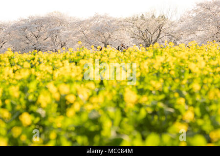 Showa Memorial Park, Tachikawa and Akishima City, Tokyo, Japan Stock Photo