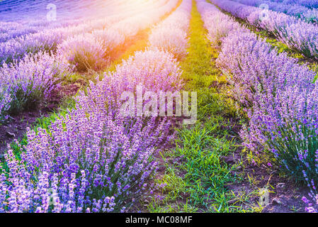 Blooming lavender field under the soft light of the summer sunset Stock Photo