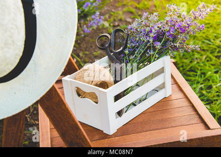 A crate full of freshly cutted lavender flowers over a chair in a lavender field. Stock Photo