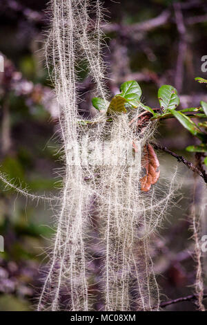 Close up of bearded lichen, commonly referred to as 'Old Man's Beard or 'Woman's Long Hair' suspended from tree branches Stock Photo