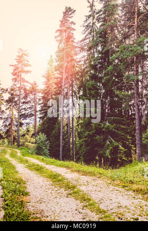 A path winding through a pine forest under the sun rays. Stock Photo