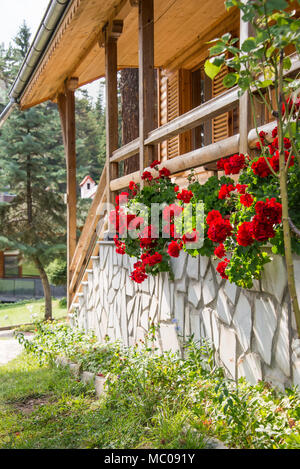 Sunny verandah of a wooden house decorated with red geranium in full blossom. Stock Photo
