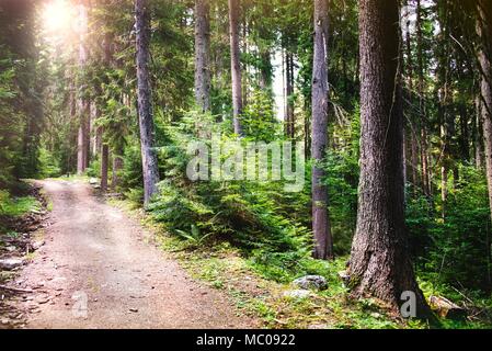 A path winding through a pine forest. Sun rays breaking through the trees. Stock Photo