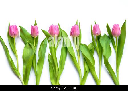 Top view of pink tulips arranged in line over white background. Stock Photo