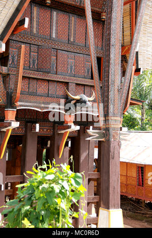 Buffalo Head on a Tongkonan, a traditional Toraja house with a massive peaked-roof, in a Village near Ke’te’ Ke’su, Toraja, Sulawesi, Indonesia Stock Photo