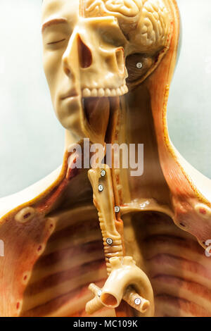 Anatomical model of a human with cut away showing trachea, teeth, brain at the Mayo Clinic museum, Rochester, Minnesota, USA Stock Photo