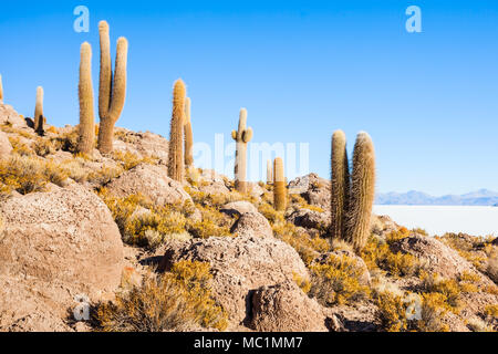 View of cactus covering Isla del Pescado (Fish Island) with the Uyuni Salt Flat in Bolivia Stock Photo