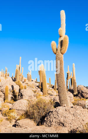 View of cactus covering Isla del Pescado (Fish Island) with the Uyuni Salt Flat in Bolivia Stock Photo