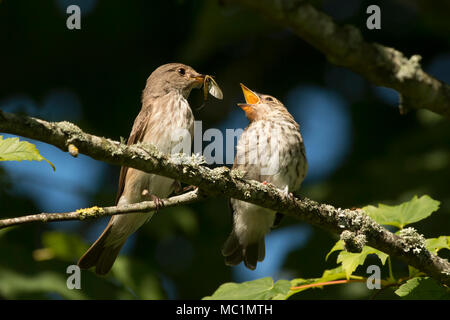 Spotted Flycatcher fledgling (Muscicapa striata) being fed a mayfly by its parent. Tipperary, Ireland Stock Photo