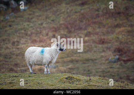 Profile portrait of a lonely ram standing on the hillside in the wet with raindrops and wet wooly coat looking right Stock Photo